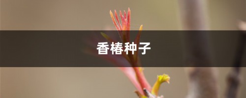 香椿种子如何种