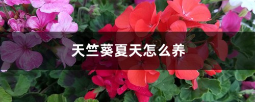 天竺葵夏天怎么养