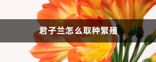 君子兰怎么取种繁殖