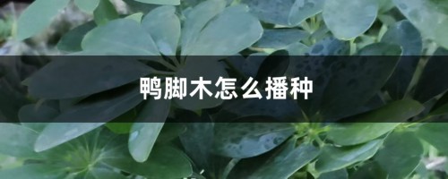 鸭脚木怎么播种